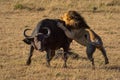 Male lion grabs Cape buffalo by hindquarters Royalty Free Stock Photo
