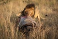 Male lion grappling with kill watches camera