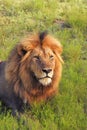 Male lion in the grass Royalty Free Stock Photo