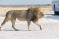 Male Lion on a gravel road Royalty Free Stock Photo