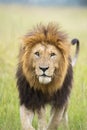 Male Lion Great Caesar from Notches seen near Mara River, Masai Mara, Kenya Royalty Free Stock Photo