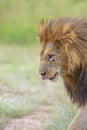 Male Lion Great Caesar from Notches seen near Mara River, Masai Mara, Kenya