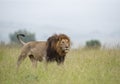 Male Lion Great Caesar from Notches seen near Mara River, Masai Mara, Kenya