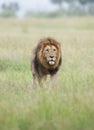 Male Lion Great Caesar from Notches seen near Mara River, Masai Mara, Kenya