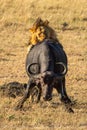 Male lion grips Cape buffalo by hindquarters Royalty Free Stock Photo