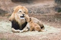Male lion growling at his cub Royalty Free Stock Photo