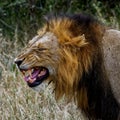 Male lion growling to announce his presence Royalty Free Stock Photo