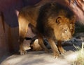Male lion guarding his female lion