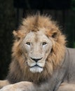 Male lion head Royalty Free Stock Photo