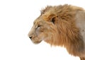 Male lion head isolated