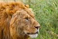 Male Lion Head Portrait Royalty Free Stock Photo