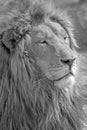 Male lion head in South Africa in black and white Royalty Free Stock Photo