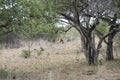 Male lion hiding in the bush busy licking his testicles, Kruger NP South Africa