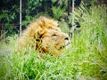 A male lion hiding in the grass.
