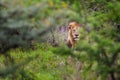 Lion hiding in South Africa