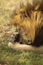 Male lion hiding his face.