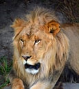 Male lion: Highly distinctive, the male lion is easily recognized by its mane,