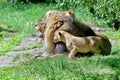 Male lion and his cub Royalty Free Stock Photo