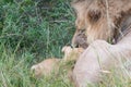 Male lion and his cub laying in the grass Royalty Free Stock Photo