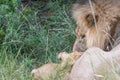 Male lion and his cub laying in the grass Royalty Free Stock Photo