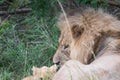 Male lion and his cub laying in the grass Royalty Free Stock Photo