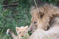 Male lion and his cub laying in the grass Royalty Free Stock Photo