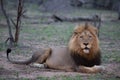 Male lion in his prime alert posture whilst making direct eye contact