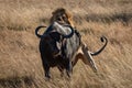 Male lion holds Cape buffalo from behind