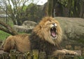 Male Lion Roars Ferociously at the Zoo