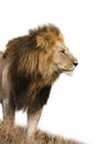 Male lion isolated Royalty Free Stock Photo