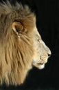Male Lion Isolated on Black. Royalty Free Stock Photo