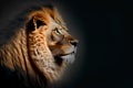 Male lion isolated on black Royalty Free Stock Photo