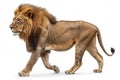 male lion isolated ,Generative Ai Royalty Free Stock Photo