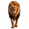 male lion isolated on white background,Generative Ai Royalty Free Stock Photo