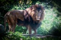 A male lion in the jungle lit with sunlight and eyes staring toward camera Royalty Free Stock Photo