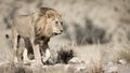 A Male Lion of the Kgalagadi