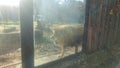 Male lion - king of felines at the zoo Royalty Free Stock Photo