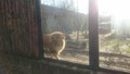 Male lion - king of felines at the zoo