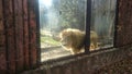 Male lion - king of felines at the zoo