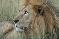 Male Lion King of the Jungle Panthera Leo.Simba in Swahili Language. Royalty Free Stock Photo