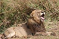 Male lion in Kruger National Park