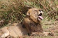 Male lion in Kruger National Park