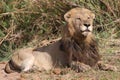 Male lion in Kruger National Park