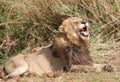 Male lion in Kruger National Park