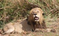 Male lion in Kruger National Park