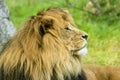 Male Lion with a large mane lying on a field Royalty Free Stock Photo