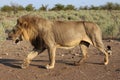 Male Lion