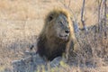 Male lion lay down resting on gras after eating Royalty Free Stock Photo