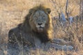 Male lion lay down to rest after eating Royalty Free Stock Photo