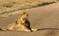 Majestic male lion sitting in road, in early morning sunshine, looking left. Tarangire National Park, Tanzania, Africa